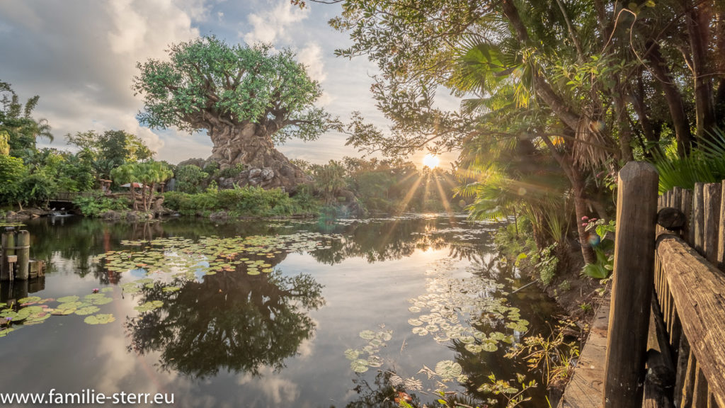 ein Sonnenuntergang am Tree of Life im Animal Kingdom, Disney World, Florida