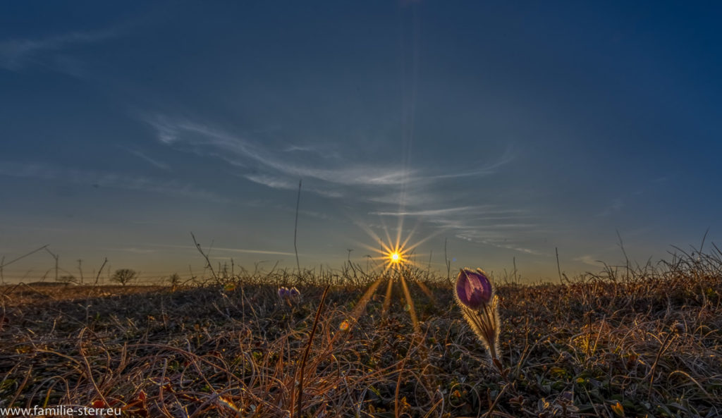 eine Kuhschelle im Sonnenuntergang in der Garchinger Heide im Norden Münchens