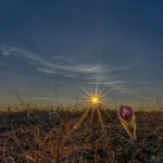 eine Kuhschelle im Sonnenuntergang in der Garchinger Heide im Norden Münchens