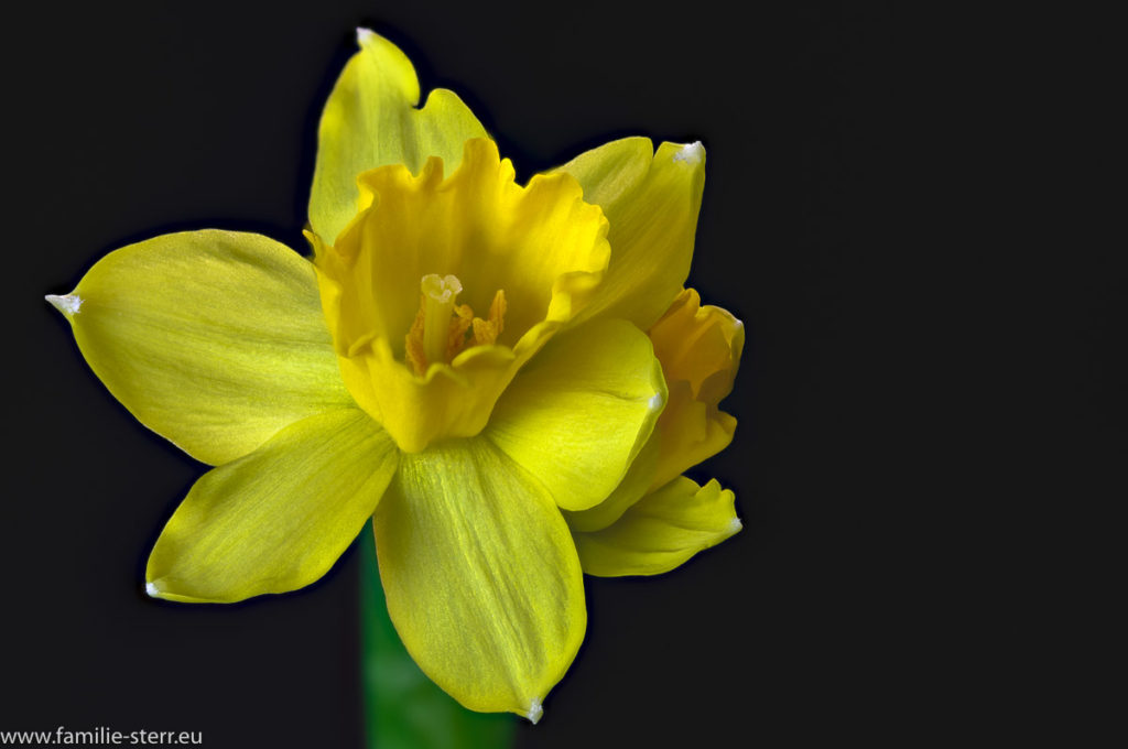 Blüte einer gelben Narzisse vor schwarzem Hintergrund