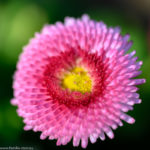 Tausendschön - Blüte in verschiedenen rosa - Tönen