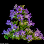 Campanula Blue - Glockenblume vor schwarzem Hintergrund