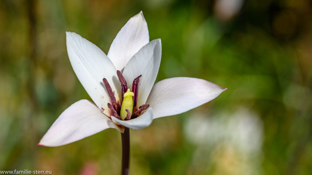 weiße Blüte / Botanischer Garten München