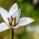 weiße Blüte / Botanischer Garten München