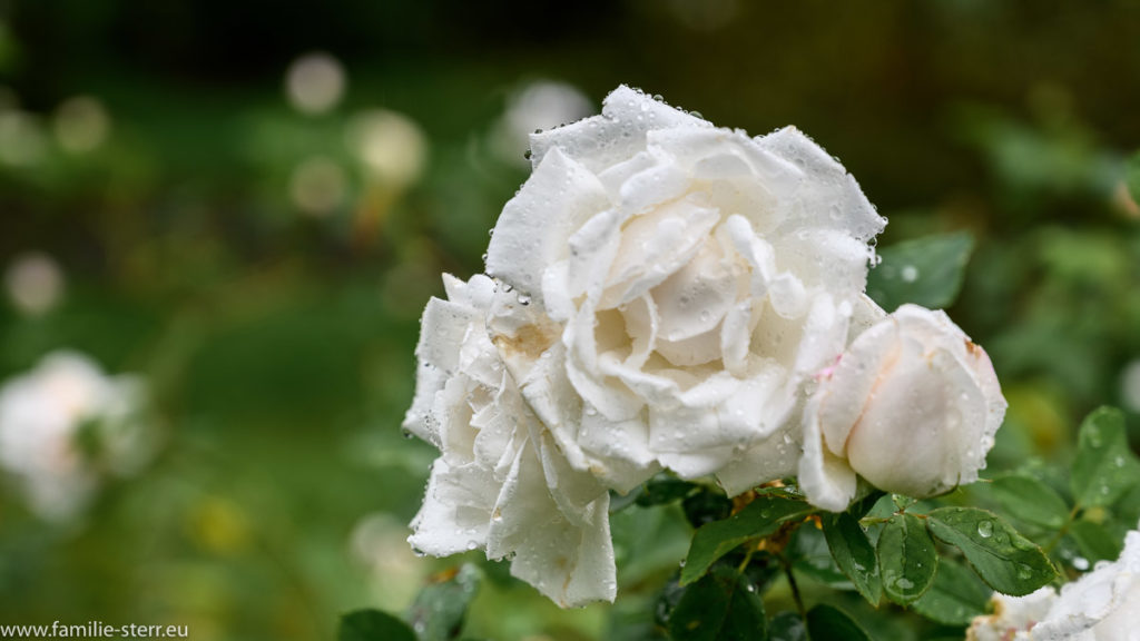 Blüte einer weißen Rose mit Regentropfen auf der Insel Mainau