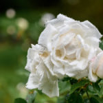 Blüte einer weißen Rose mit Regentropfen auf der Insel Mainau