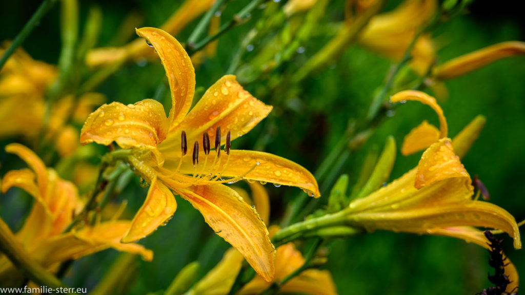 gelbe Blüte mit Regentropf auf der Insel Mainau