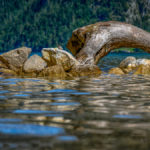 Steine und Wurzel im Königssee