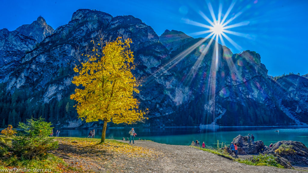 Baum mit gelben Blättern im strahlenden Sonnenschein am Pragser Wildsee in den Südtiroler Dolomiten