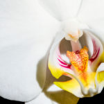 Weisse Orchidee