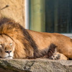 Löwe liegt müde in der Sonne im Tierpark Hellarbrunn in München