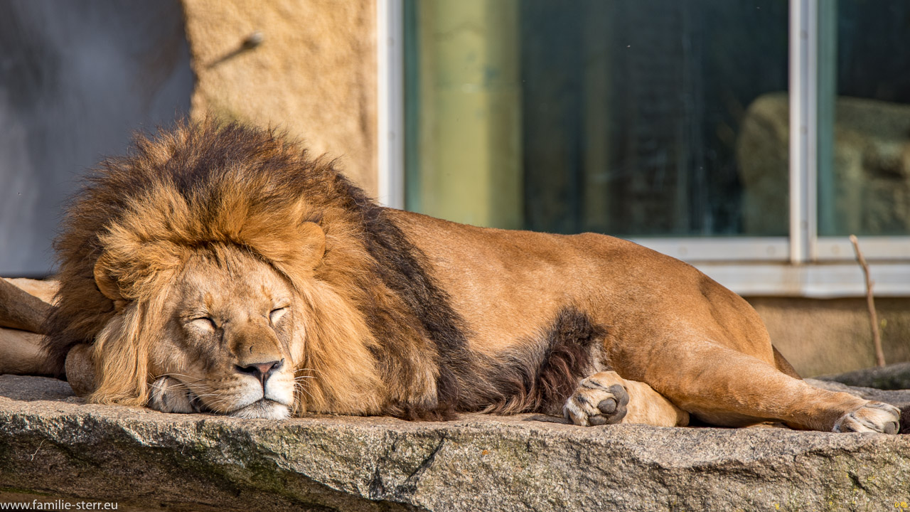 Löwe liegt müde in der Sonne im Tierpark Hellarbrunn in München