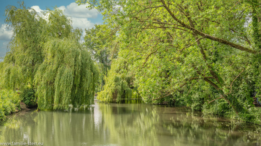 die Sempt in Altenerding in einem von Bäumen gesäumten Flussbett