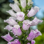 roter Fingerhut - Digitalis purpurea