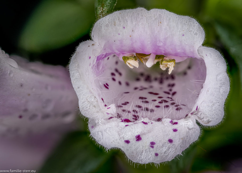 eine Blüte des roten Fingerhut - Digitalis purpurea