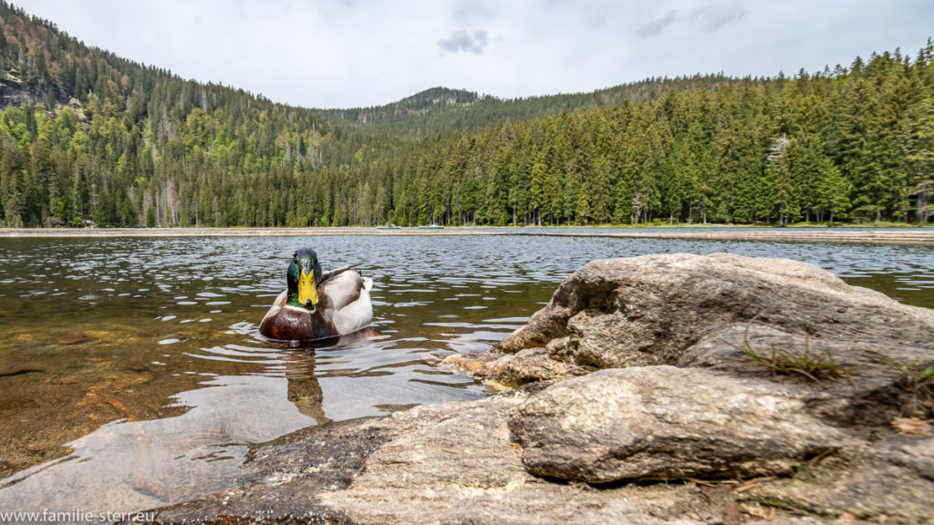 eine Ente nähert sich dem Ufer am großen Arbersee