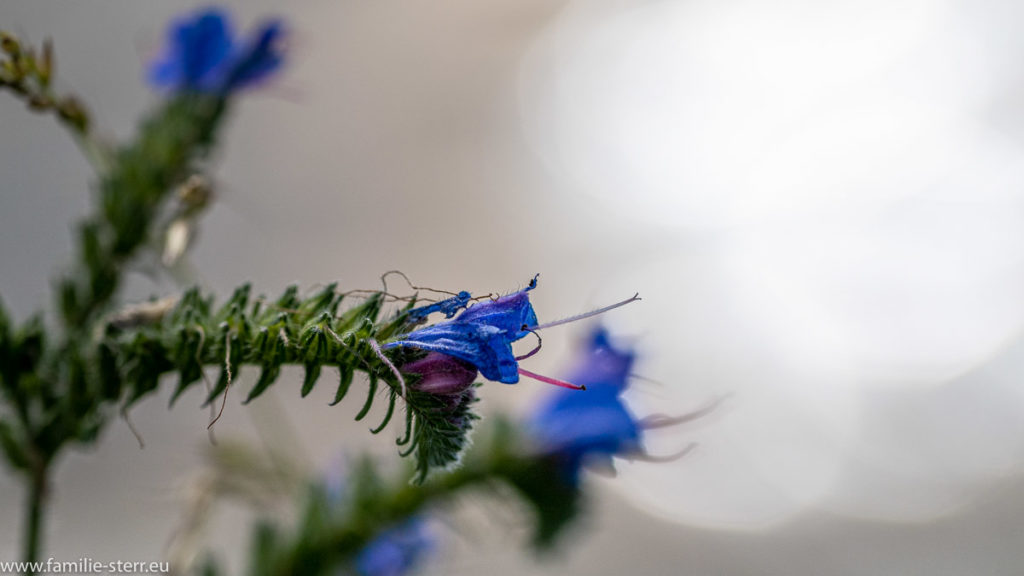 eine blaue Blüte am Stausee Moosburg in der Vogelfreistätte Mittlere Isar