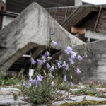 Blume bricht durch den Beton hinter der Tribüne an der Olympia - Regattastrecke in Oberschleißheim