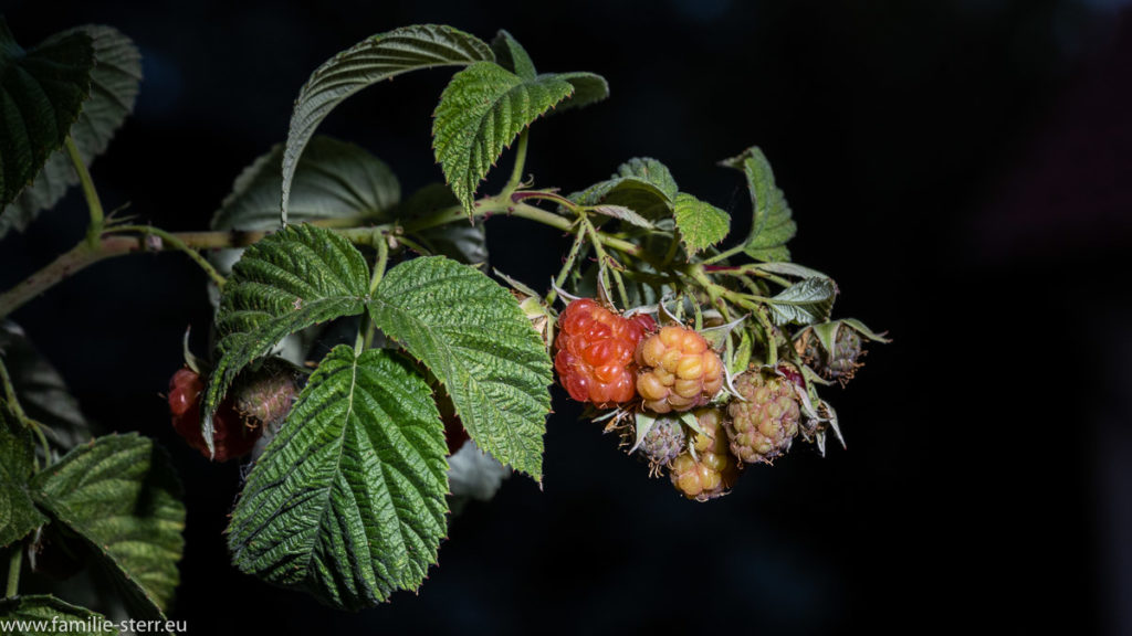 die ersten roten Himbeeren am Strauch bei uns auf dem Balkon