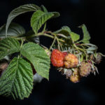 die ersten roten Himbeeren am Strauch bei uns auf dem Balkon