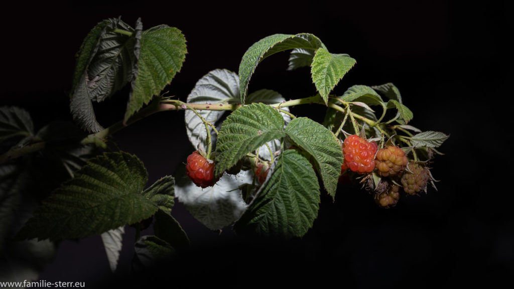 die ersten roten Himbeeren am Strauch bei uns auf dem Balkon