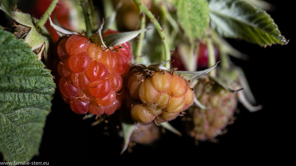die ersten roten Himbeeren am Strauch bei uns auf dem Balkon