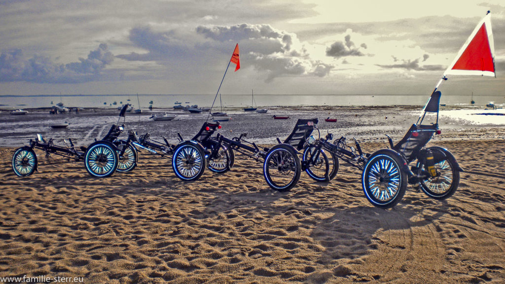 4 aneinandergehängte Hase Kettwiesel am Strand von Noirmoutier