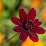 dunkelrote Blüte einer Schokoladenblume