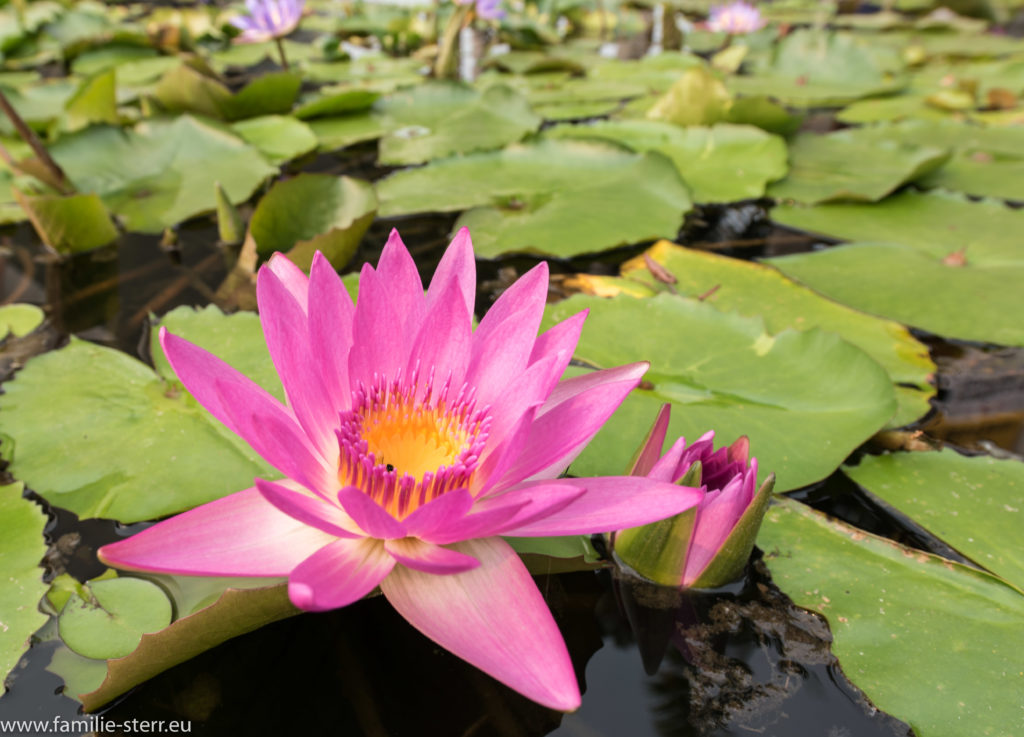 Seerose in Singapur