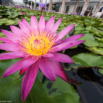 Seerose in Singapur