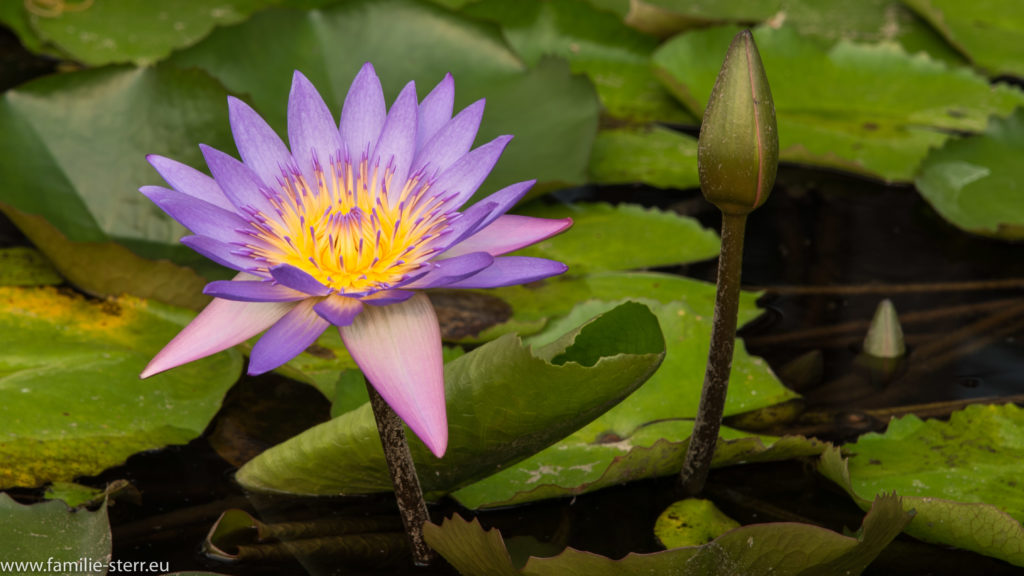 Seerose in Singapur