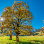 herbstlich verfärbter Ahornbaum vor der strahlenden Sonne im Großen Ahornboden beim Almdorf Eng