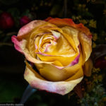 eine gelbe Rose aus einem Blumenstrauss