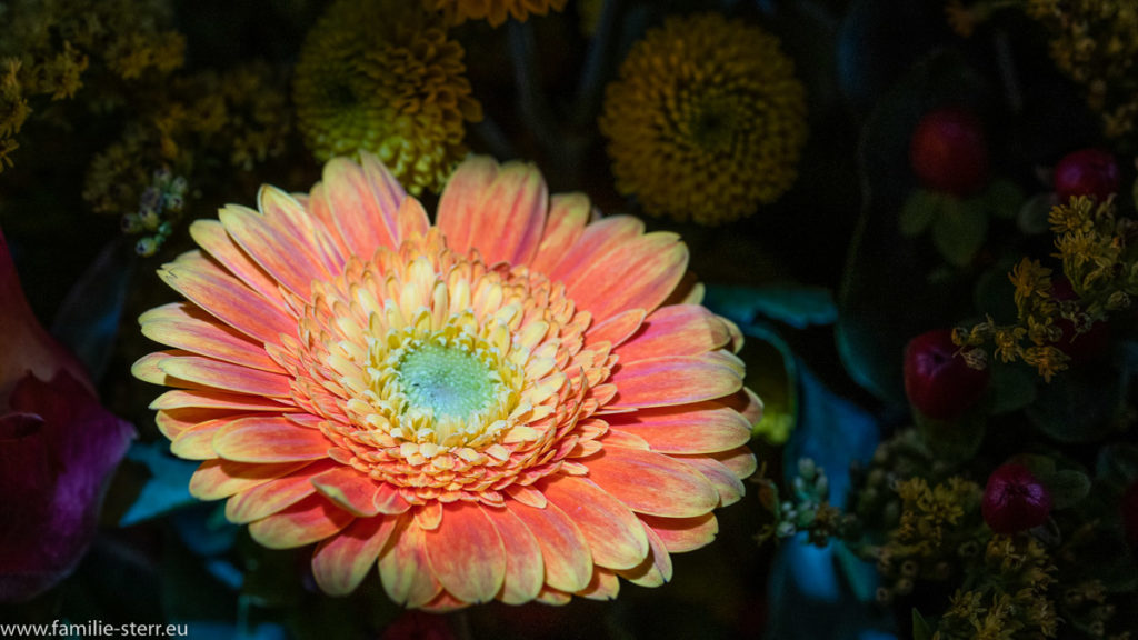 eine Gerbera aus einem Blumenstrauss