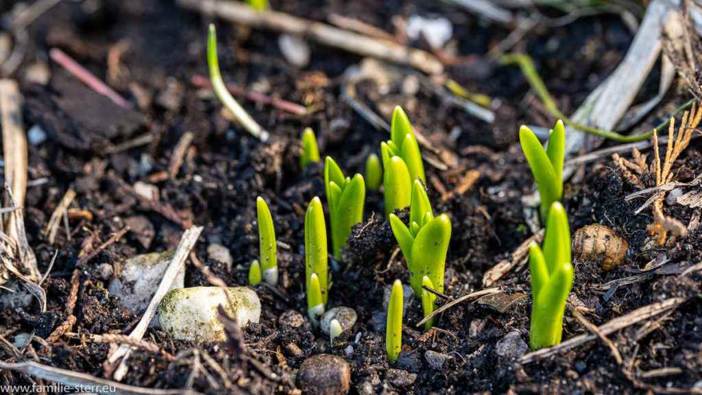 erste grüne Triebe im Garten in Hallbergmoos