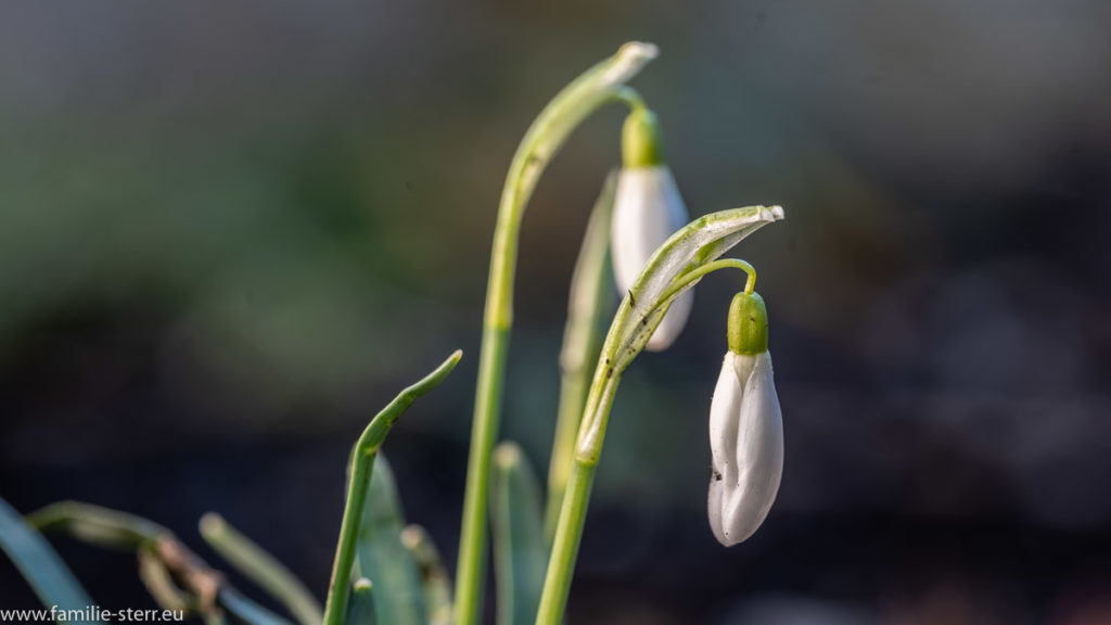 zwei noch nicht geöffnete Schneeglöckchen im Garten