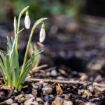 zwei noch nicht geöffnete Schneeglöckchen im Garten