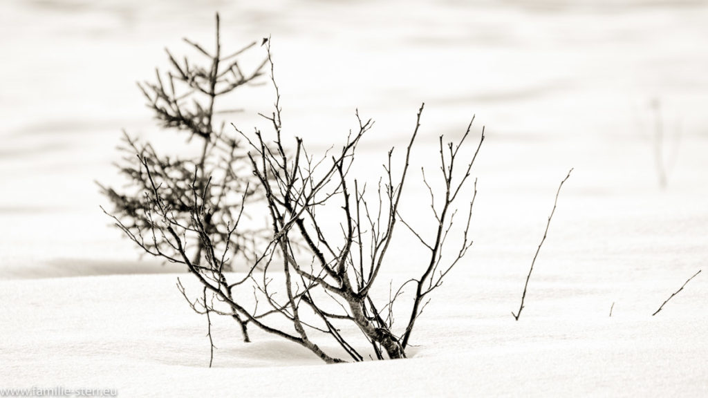 trockene Pflanzen im Schnee