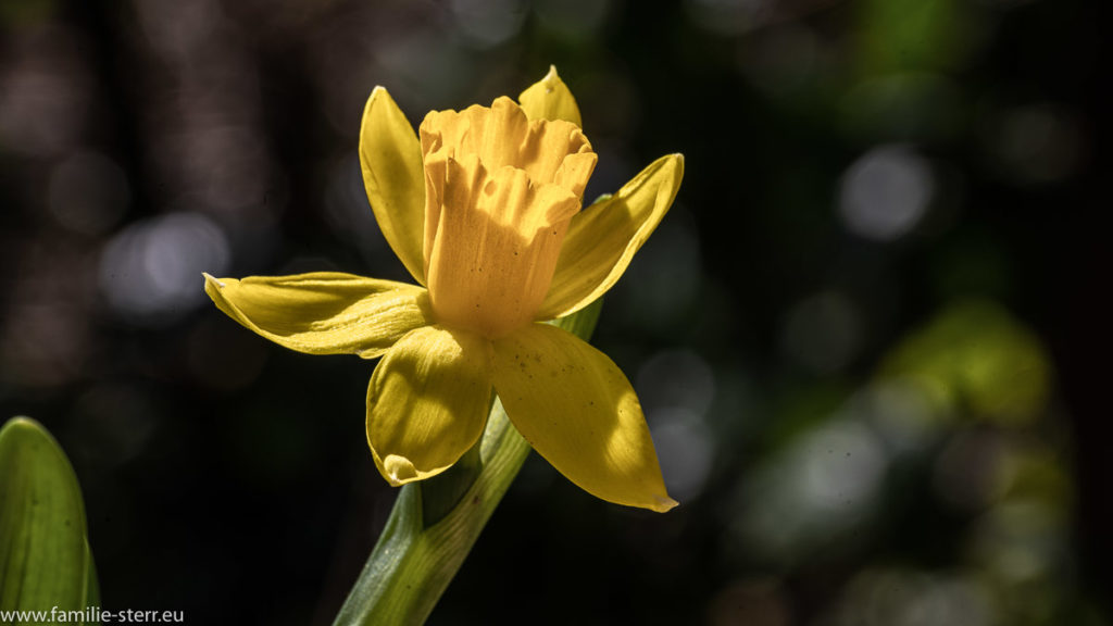 gelbe Blüte einer Osterglocke