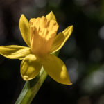 gelbe Blüte einer Osterglocke