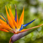Strelitzie - Paradiesvogelblume