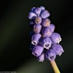 violette Blüte einer Traubenhyazinthe