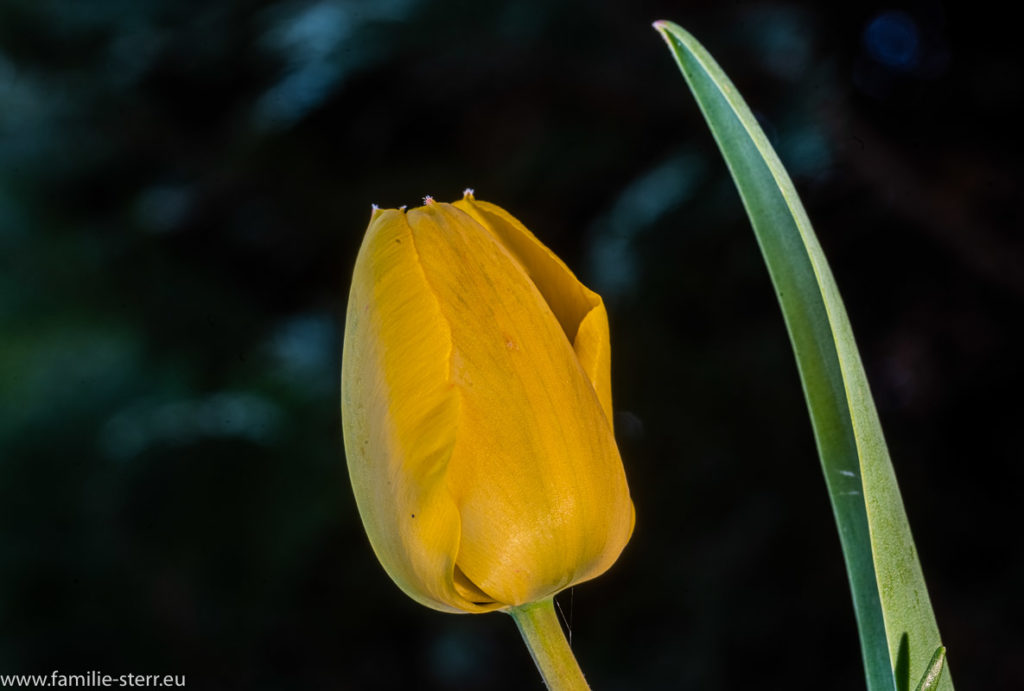 eine geschlossene Blüte einer gelben Tulpe und einem grünen Blatt vor dunklem Hintergrund