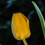 eine geschlossene Blüte einer gelben Tulpe und einem grünen Blatt vor dunklem Hintergrund