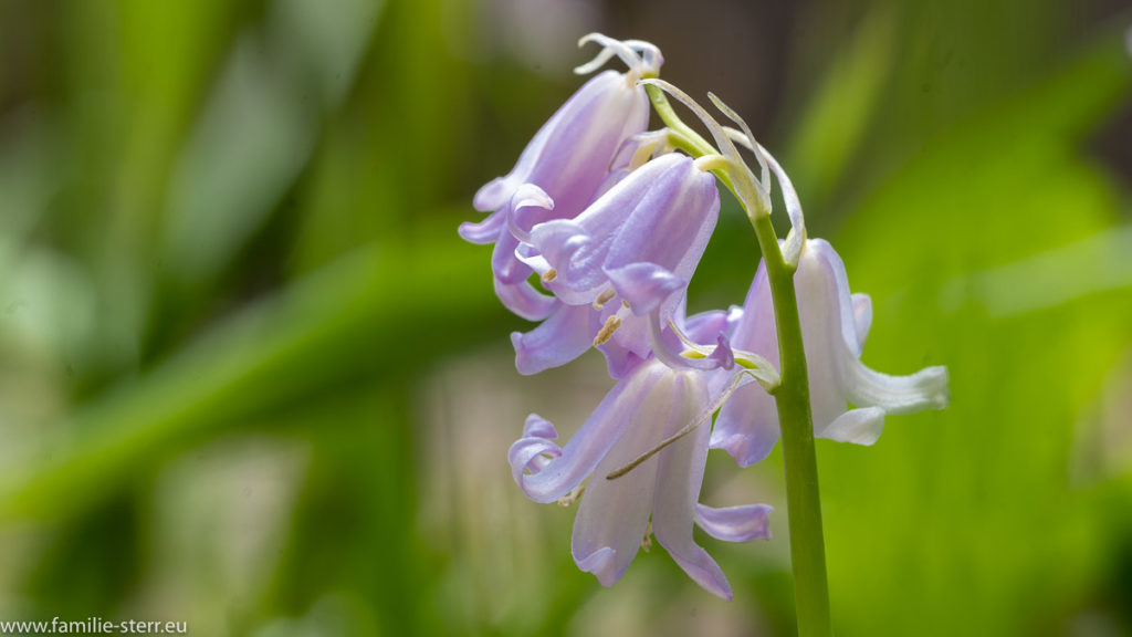 eine fast weiße Glockenblume im Garten