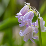 eine fast weiße Glockenblume im Garten