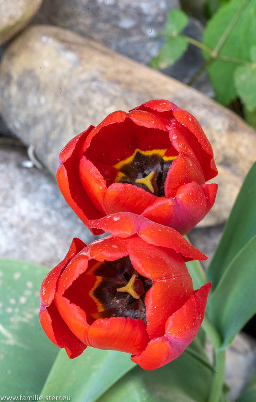 Tulpen im Baustellengarten
