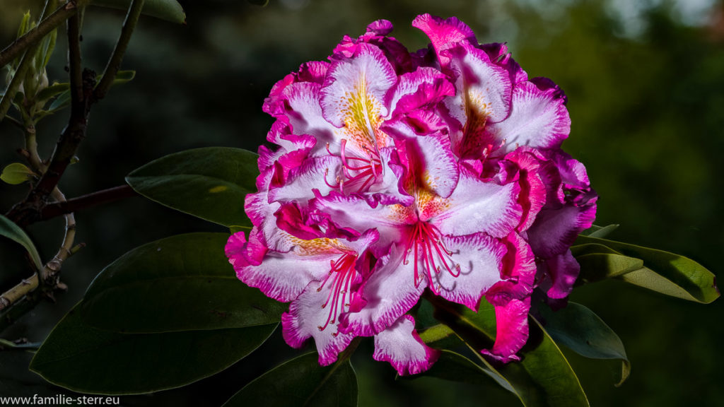 Blüte einer Happydendron bei uns im Garten