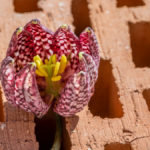 abgefallene Blüte einer violett-weißen Schachblume mit gelbem Blütenstempel auf einem Ziegelstein