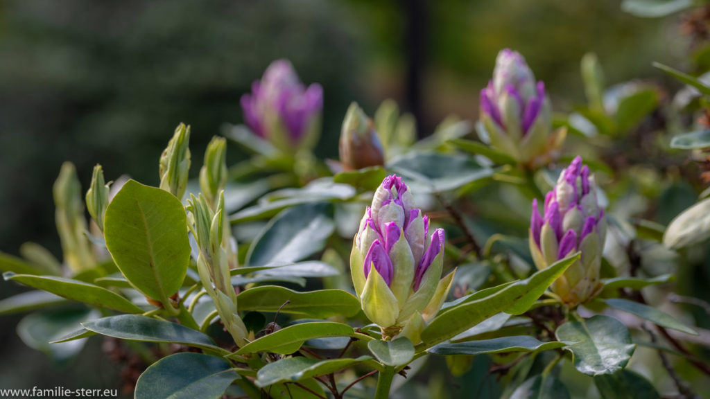 Rhododendron - Knospen im Rhododendronpark in Kromlau